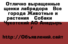 Отлично выращенные щенки лабрадора - Все города Животные и растения » Собаки   . Чукотский АО,Анадырь г.